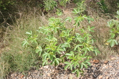 Jatropha glandulifera